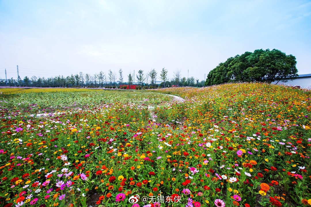 無錫星湖花海最新動(dòng)態(tài)更新