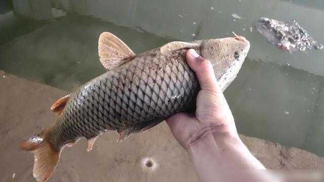 魚價最新行情,魚價最新行情，小巷中的秘密美食之旅