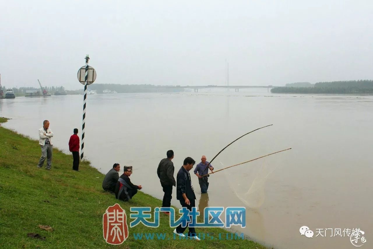 天門(mén)最新魚(yú)情,天門(mén)最新魚(yú)情，一場(chǎng)與自然美景的邂逅，尋找內(nèi)心的平靜之旅