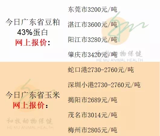 廣東豆粕最新動態(tài)與友情日常的奇妙交織